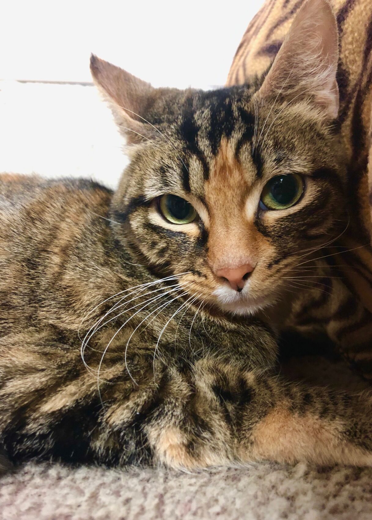 Sheba